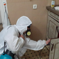 Дезинфекция от муравьев в квартире в Дорохово